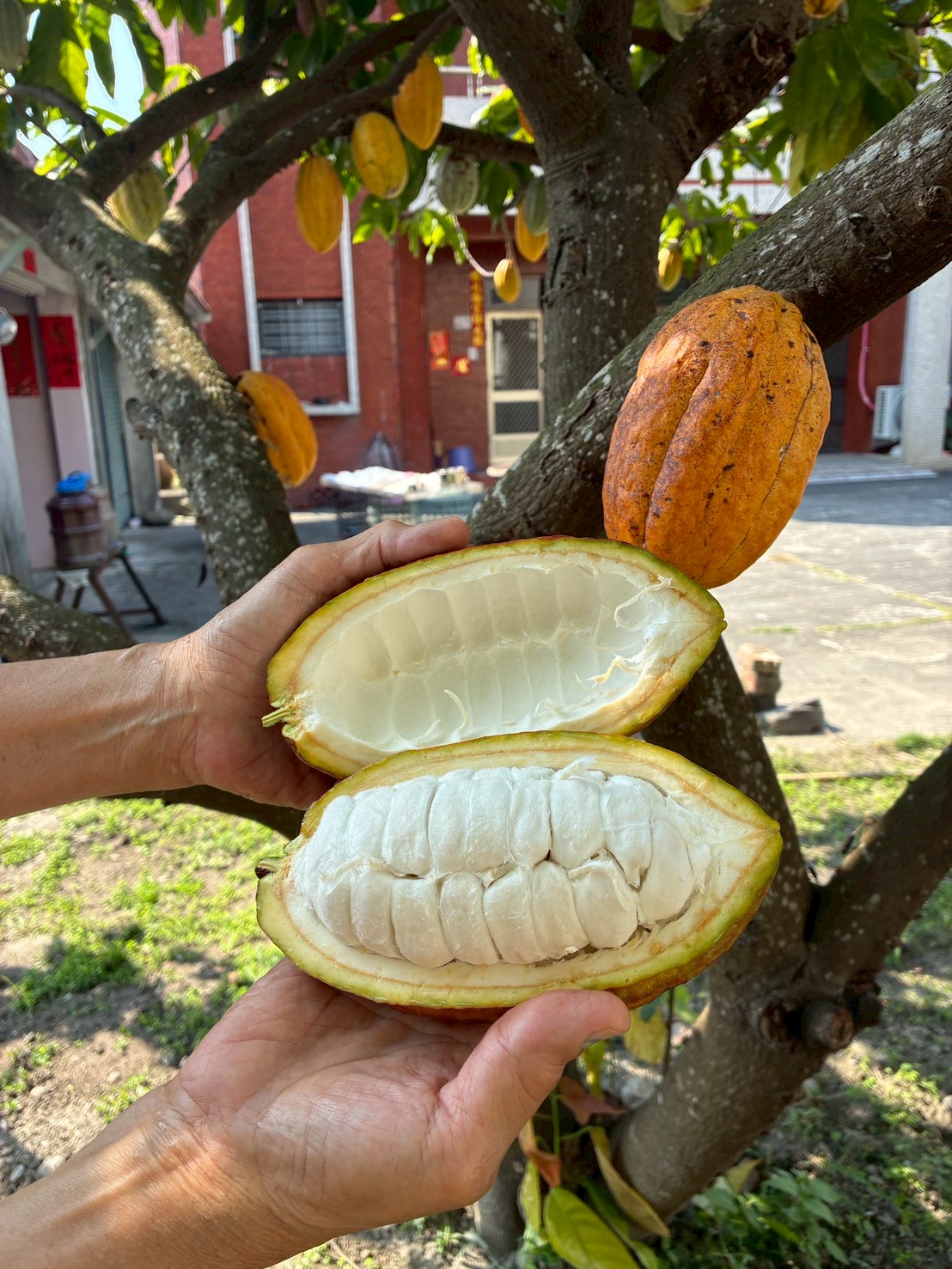 荳荳芬芳可可園:圖片 3